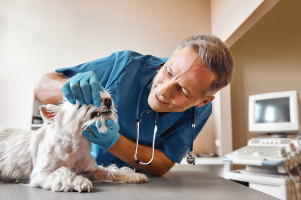 Best Emergency Denture Repair in South Shore, KY